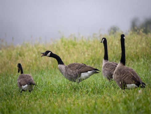 Canada Goose